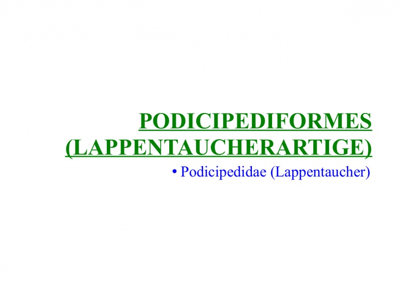 Podicipediformes (Lappentaucherartige)